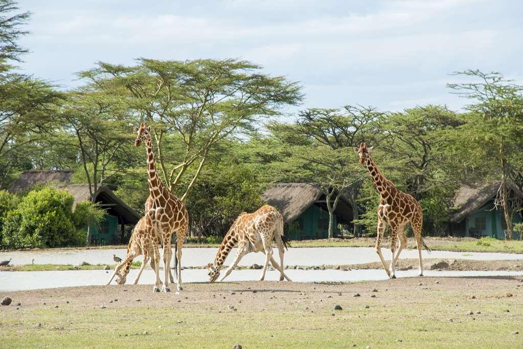 Sweetwaters Serena Camp Nanyuki Einrichtungen foto