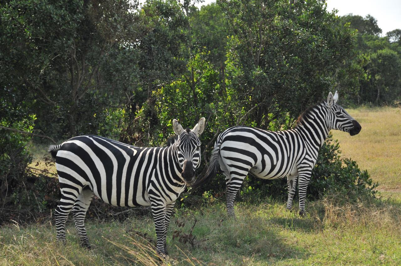 Sweetwaters Serena Camp Nanyuki Exterior foto